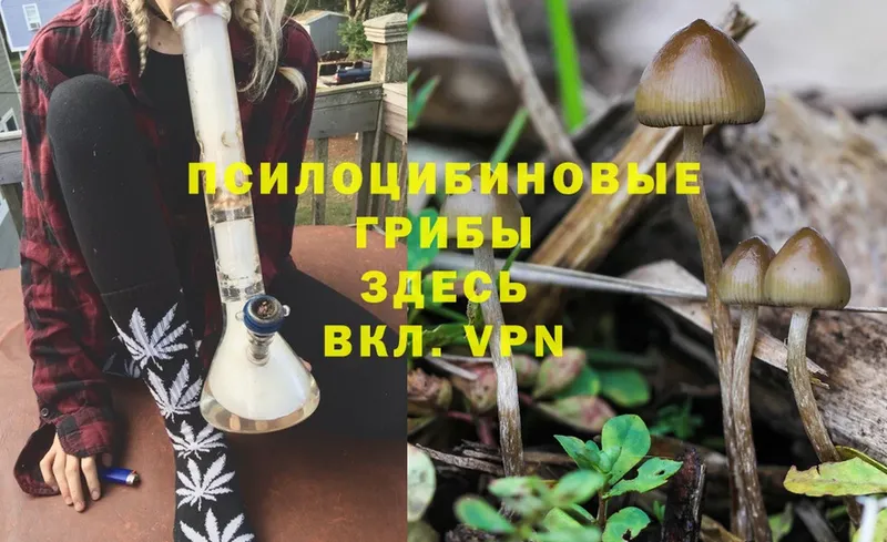 Галлюциногенные грибы Cubensis  Голицыно 